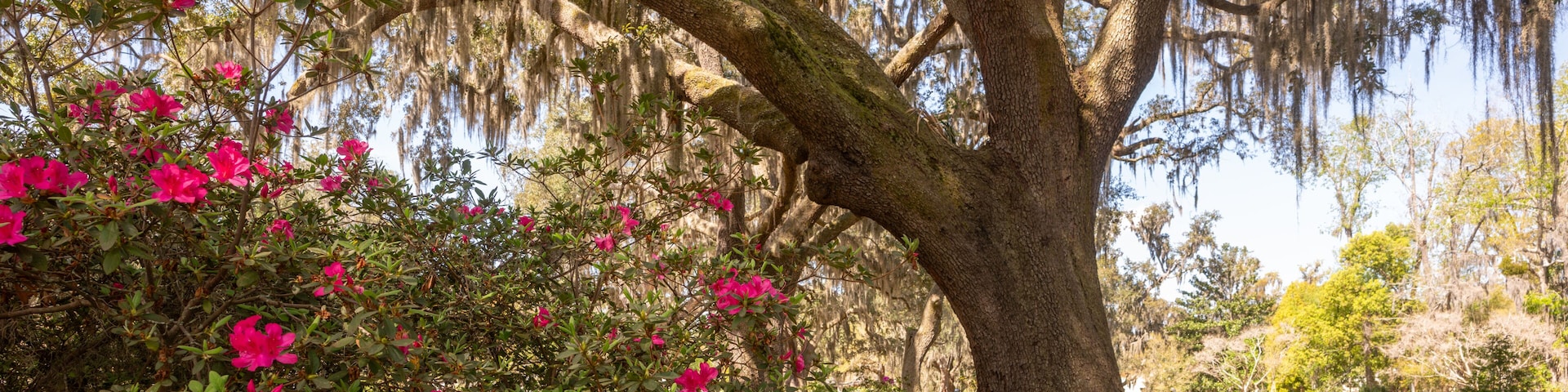 Ein großer Baum mit spanischem Moos, rosafarbenen Azaleen und einem gepflegten Garten.