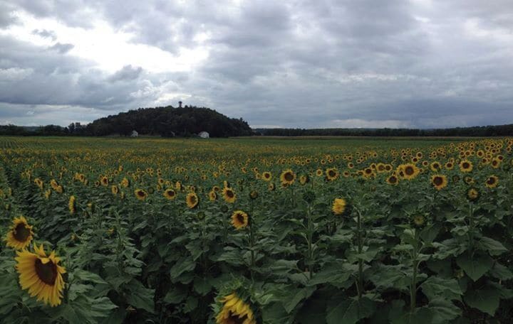 Sussex County Sunflower Maze 

Each year you can wander the sunflower maze and purchase sunflowers.  It is a nice stroll through the beautiful hills of Sussex County.  