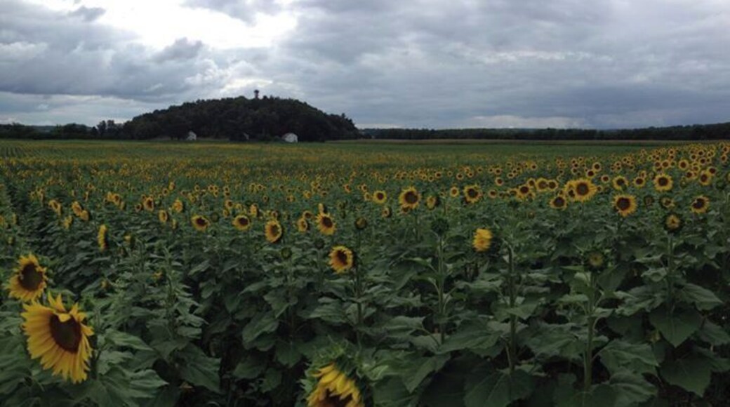 Sussex County Sunflower Maze
Each year you can wander the sunflower maze and purchase sunflowers. It is a nice stroll through the beautiful hills of Sussex County.