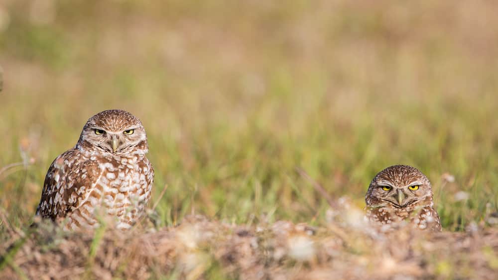 Couple of Burrowing owls in the nest (Athene cunicularia), Cape Coral, Florida