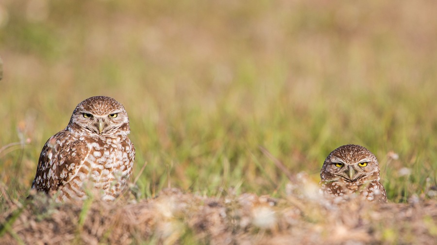 Couple of Burrowing owls in the nest (Athene cunicularia), Cape Coral, Florida