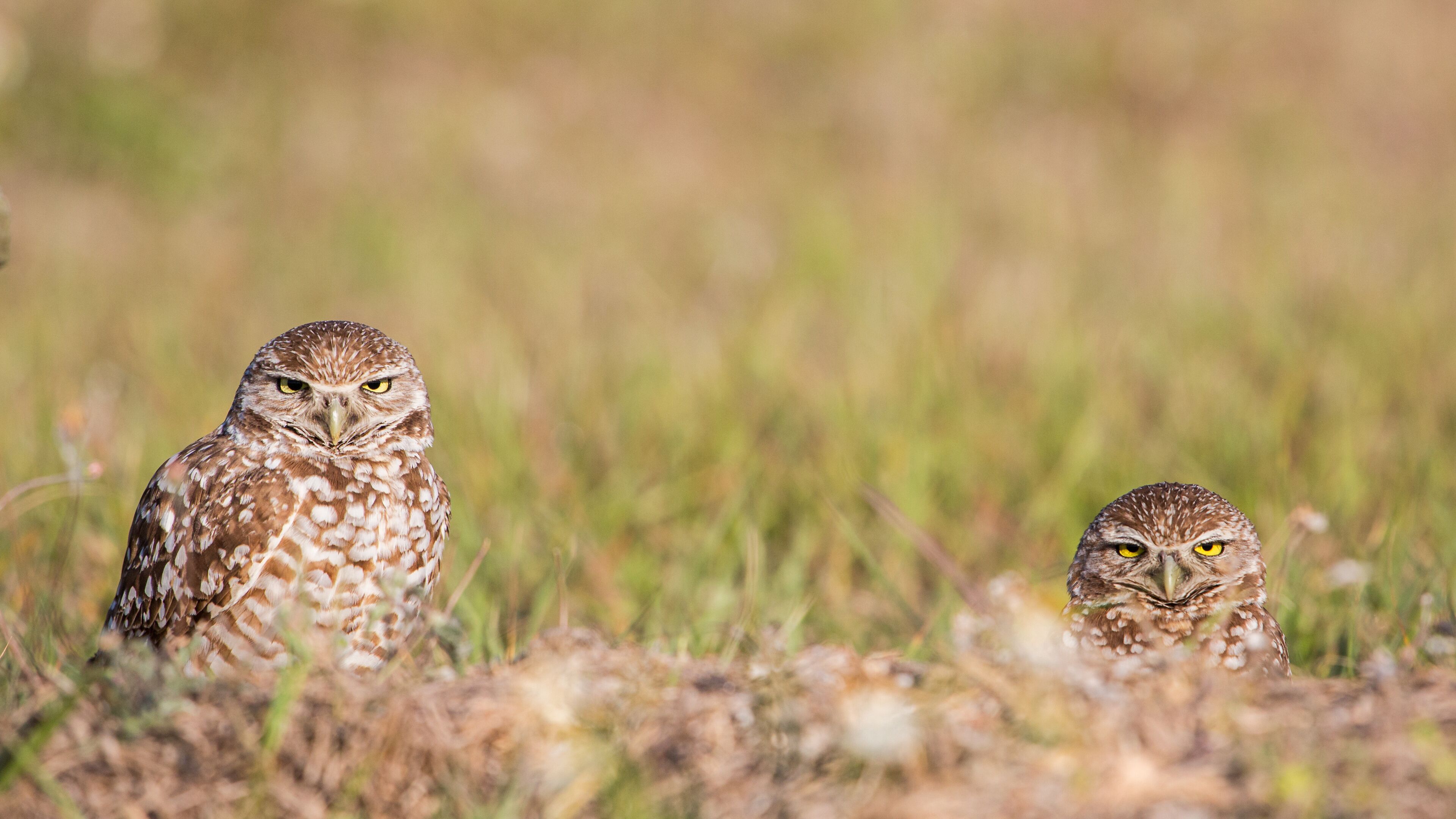 Two owls in a grassy field.