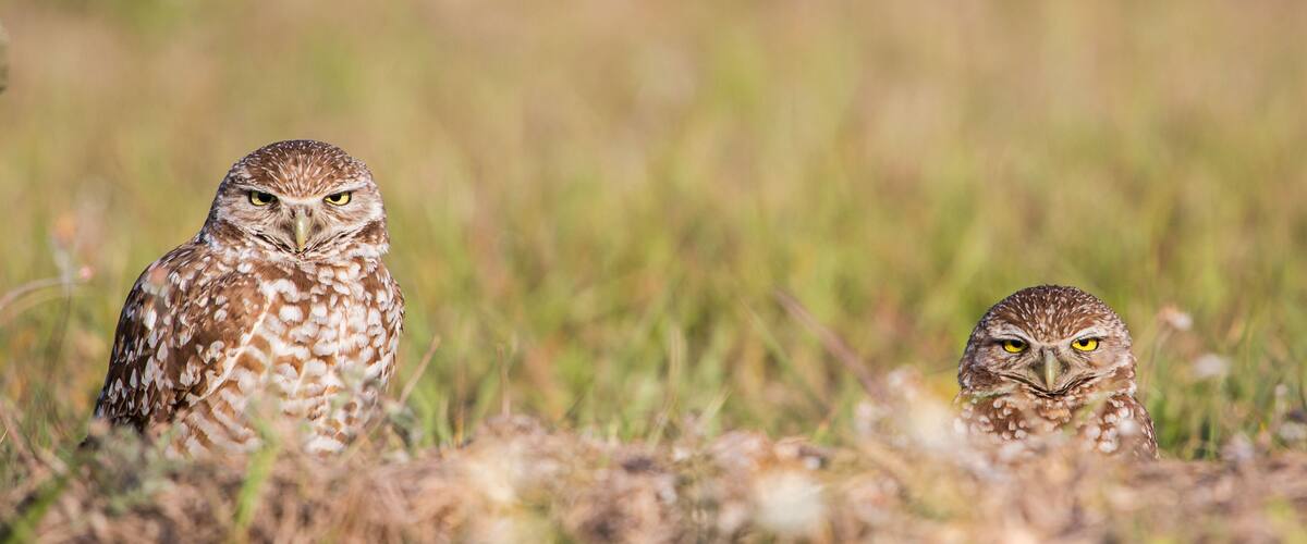 Two owls in a grassy field.