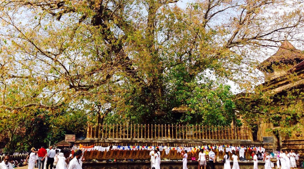 7 miles from the city center, Kelaniya temple offers a beautiful temple, a huge stupa and this magnificent bodhi tree.
Admission is by donation and you should leave your shoes with one of the vendors before entering the complex. Tip: walking out the back of the complex allows you to get a photo of both the temple and stupa together.