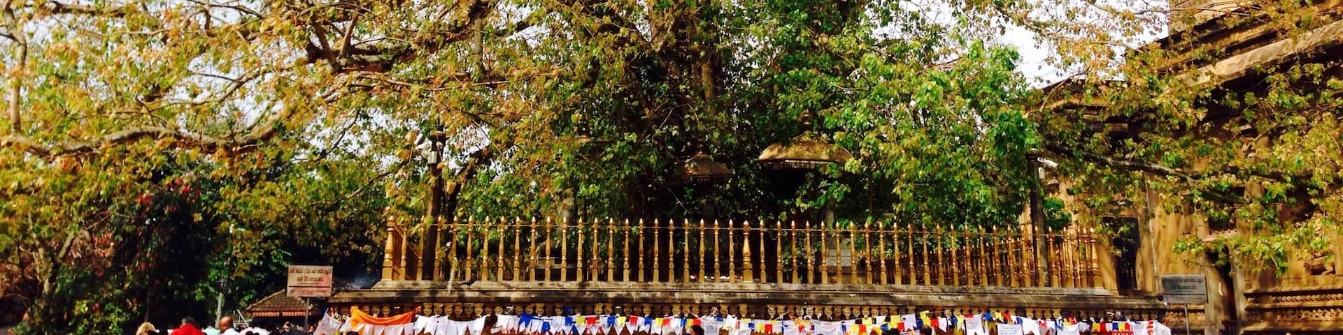 7 miles from the city center, Kelaniya temple offers a beautiful temple, a huge stupa and this magnificent bodhi tree.
Admission is by donation and you should leave your shoes with one of the vendors before entering the complex. Tip: walking out the back of the complex allows you to get a photo of both the temple and stupa together.