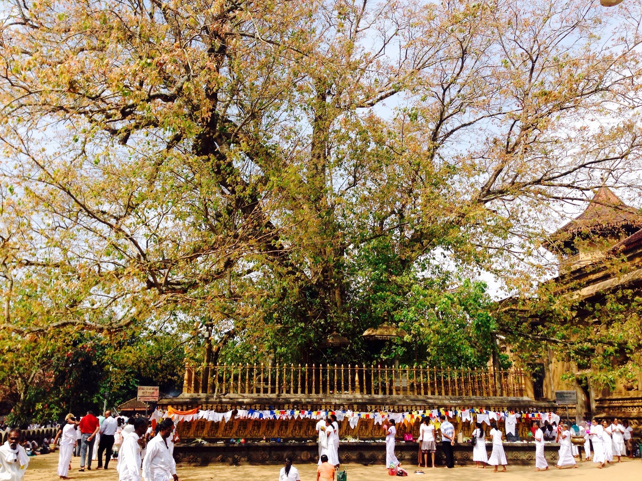 A large tree with autumn leaves, a traditional building, and people in white attire.
