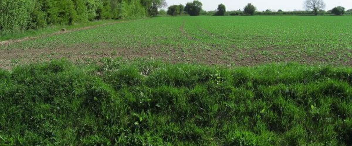 A rural landscape with a plowed field, dense green vegetation, and scattered trees.