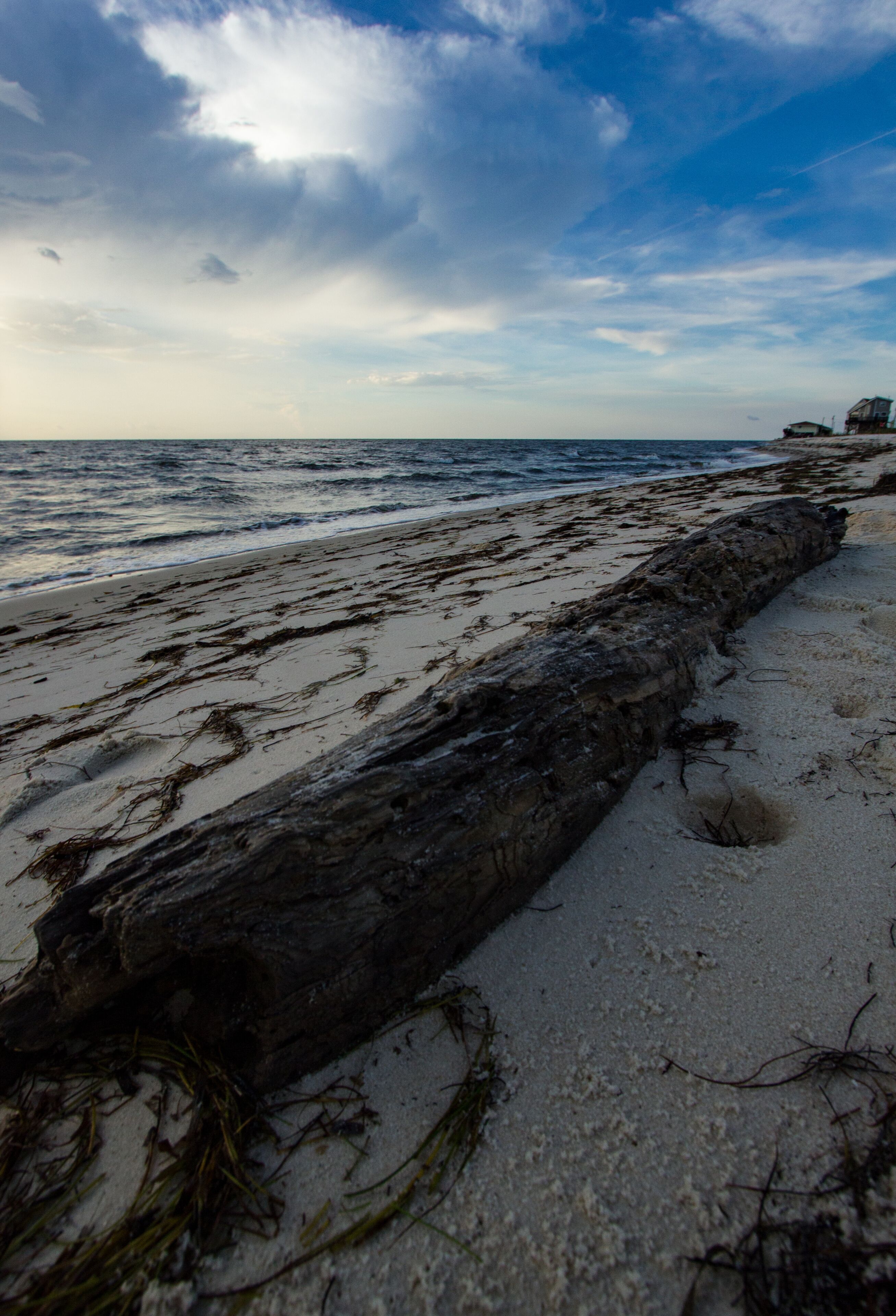 Driftwood on Beach at Dawn