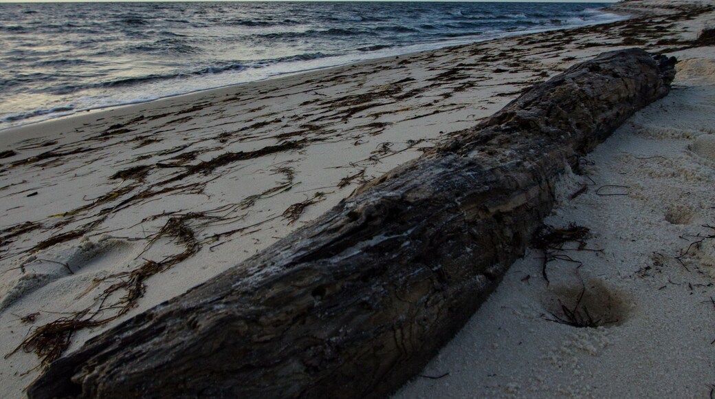 Driftwood on Beach at Dawn