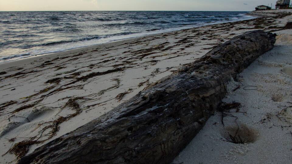 A beach with a large driftwood log, seaweed, and a calm ocean under a partly cloudy sky.
