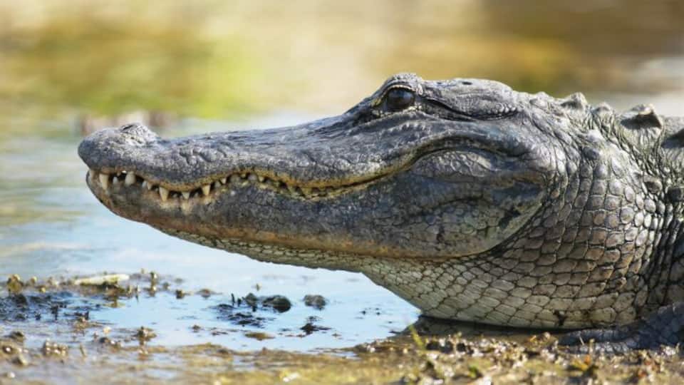 A crocodile partially submerged in water with its mouth open, revealing sharp teeth.