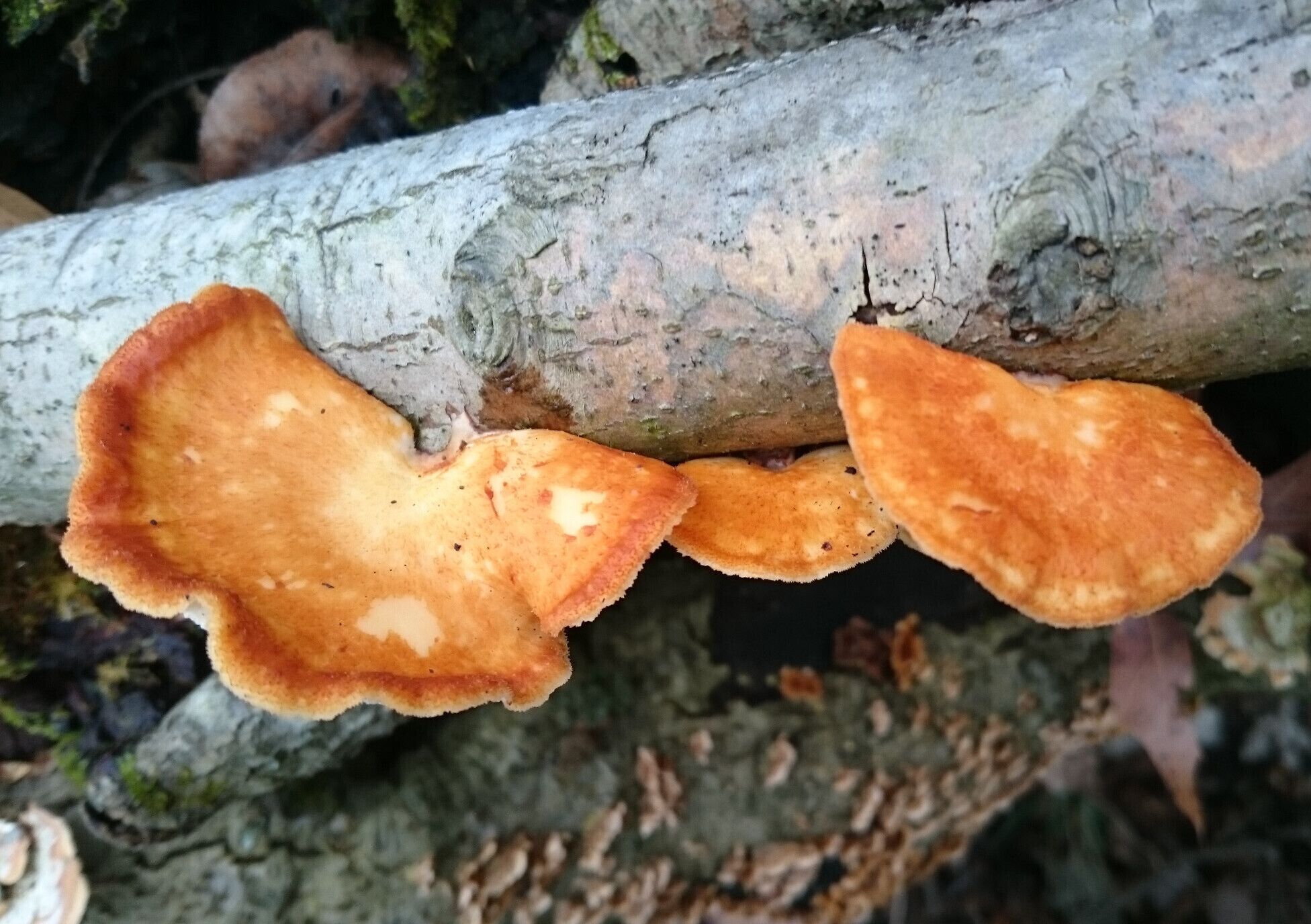 Some sort of orange bracket polypore fungus growing on a dead tree limb.