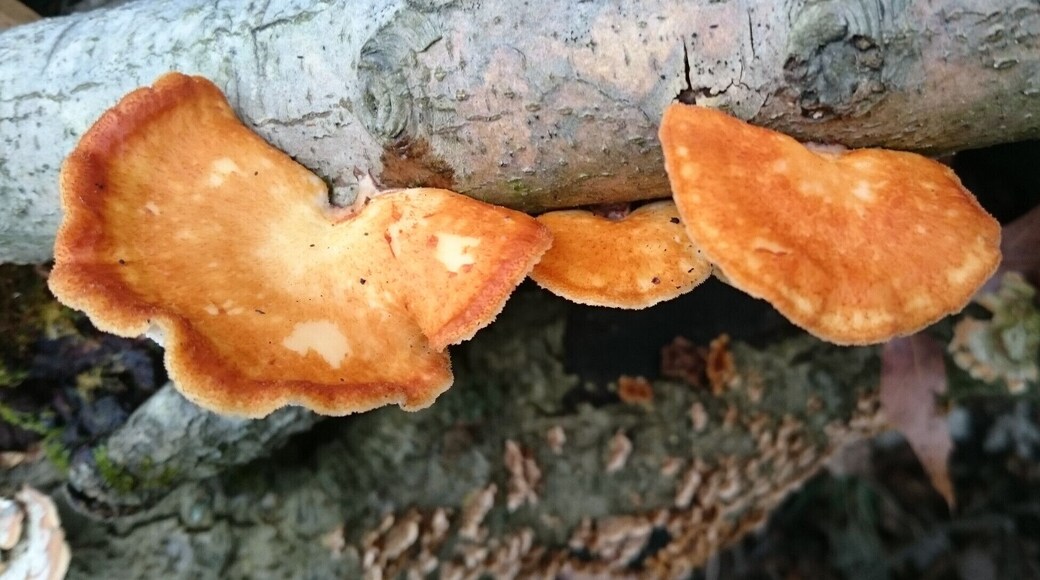 Some sort of orange bracket polypore fungus growing on a dead tree limb.