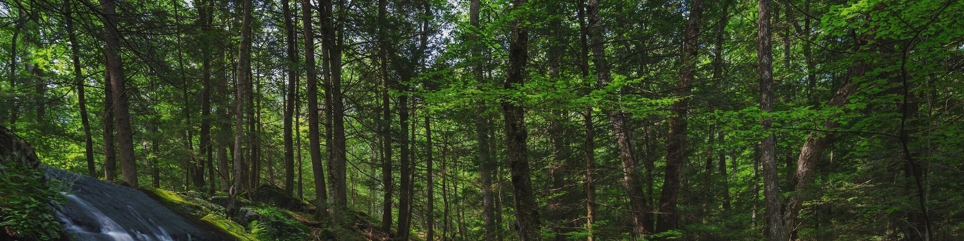 Little waterfall at Stokes State Forest
#weekendgetaway #park #newjersey #waterfall #water #waterlust #nature #hike #hiking #forest #woods #stokesstateforest