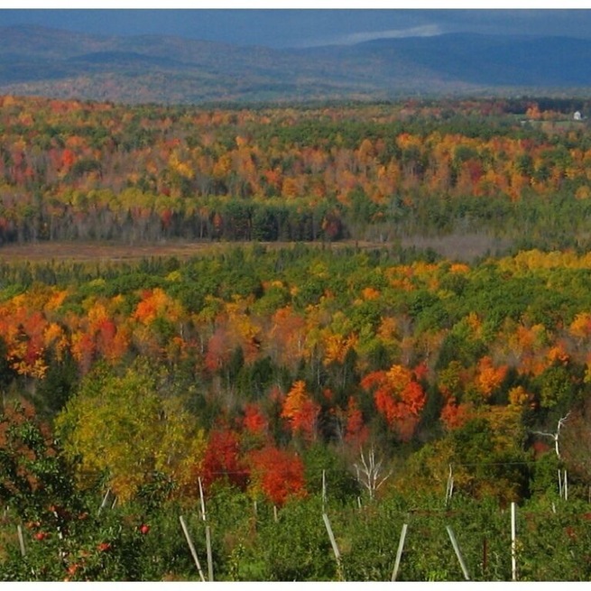 Great view of fall foliage with the White Mountains off in the distance.