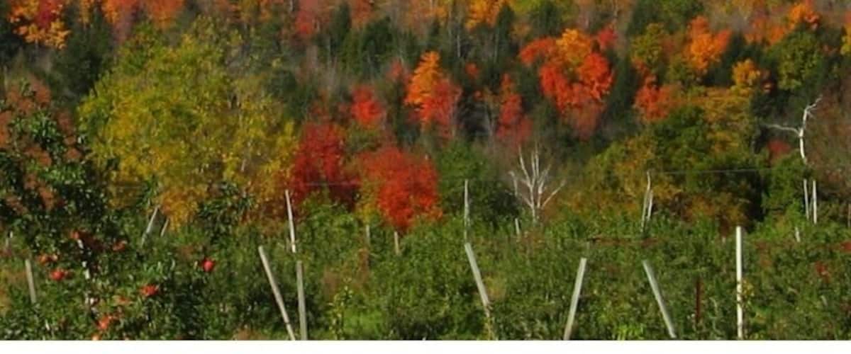 A forest with autumn foliage, a fence, and distant hills.