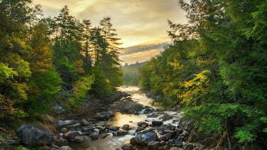 A river flowing through a forest with dense trees and rocks.