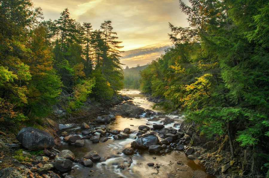 A river flowing through a forest with dense trees and rocks.