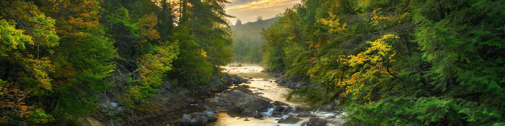 A river flowing through a forest with dense trees and rocks.
