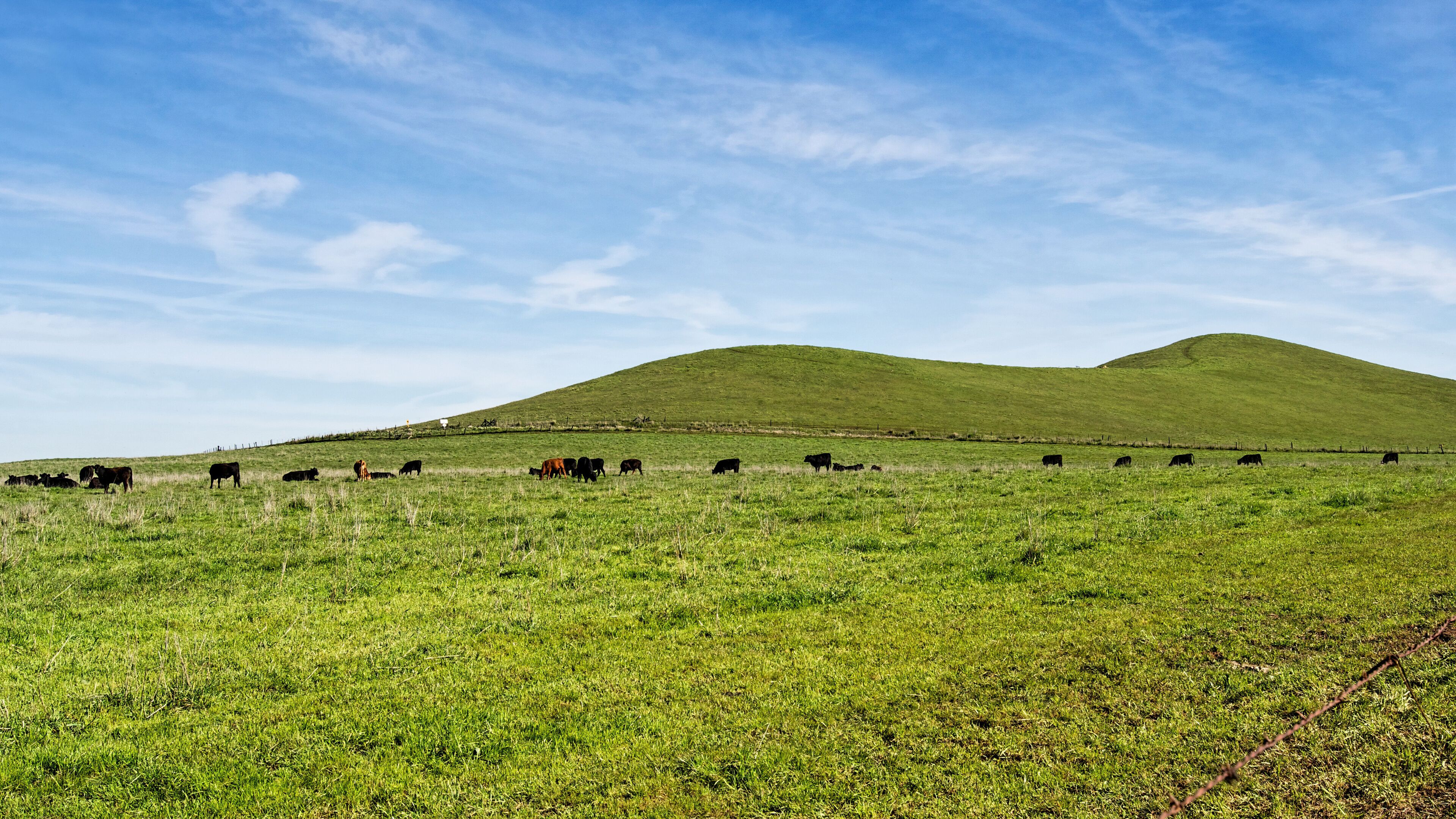 Grass in green only in the winter of the Central valley of California. That is the only time cattle can graze in ranches. 