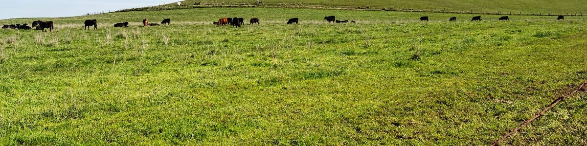 A grassy field with a herd of cattle grazing on a hillside.