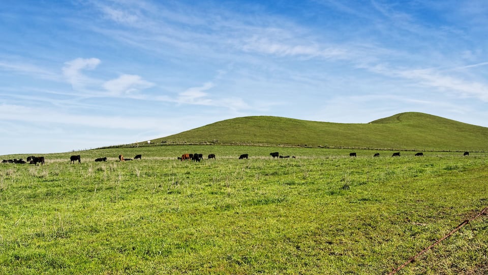 Grass in green only in the winter of the Central valley of California. That is the only time cattle can graze in ranches.