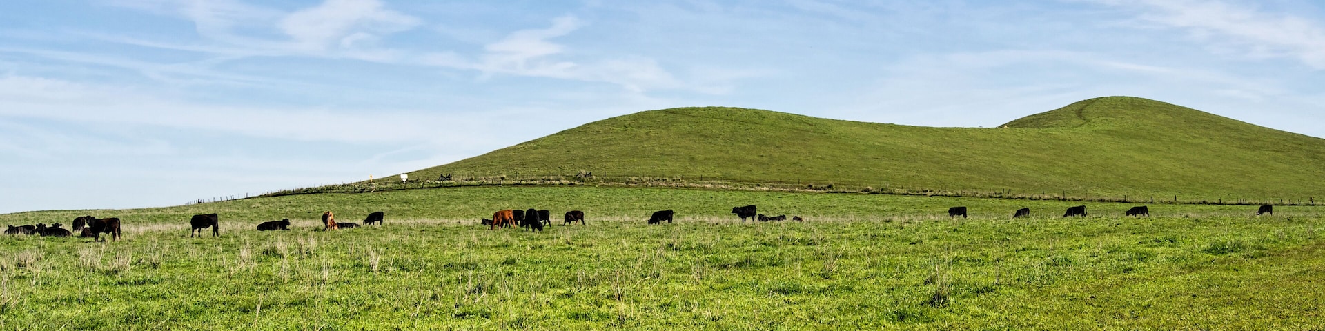 Grass in green only in the winter of the Central valley of California. That is the only time cattle can graze in ranches.