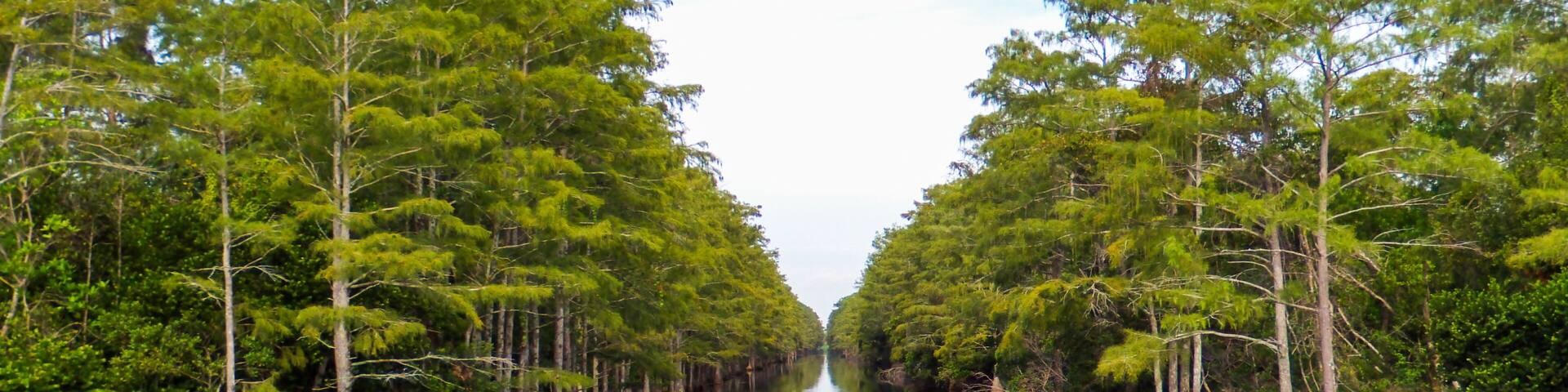 Cypress trees line the banks of a canal in the Grassy Waters Preserve