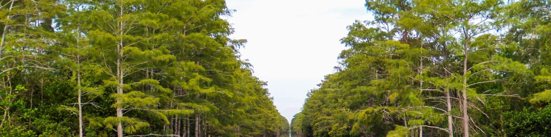 Cypress trees line the banks of a canal in the Grassy Waters Preserve