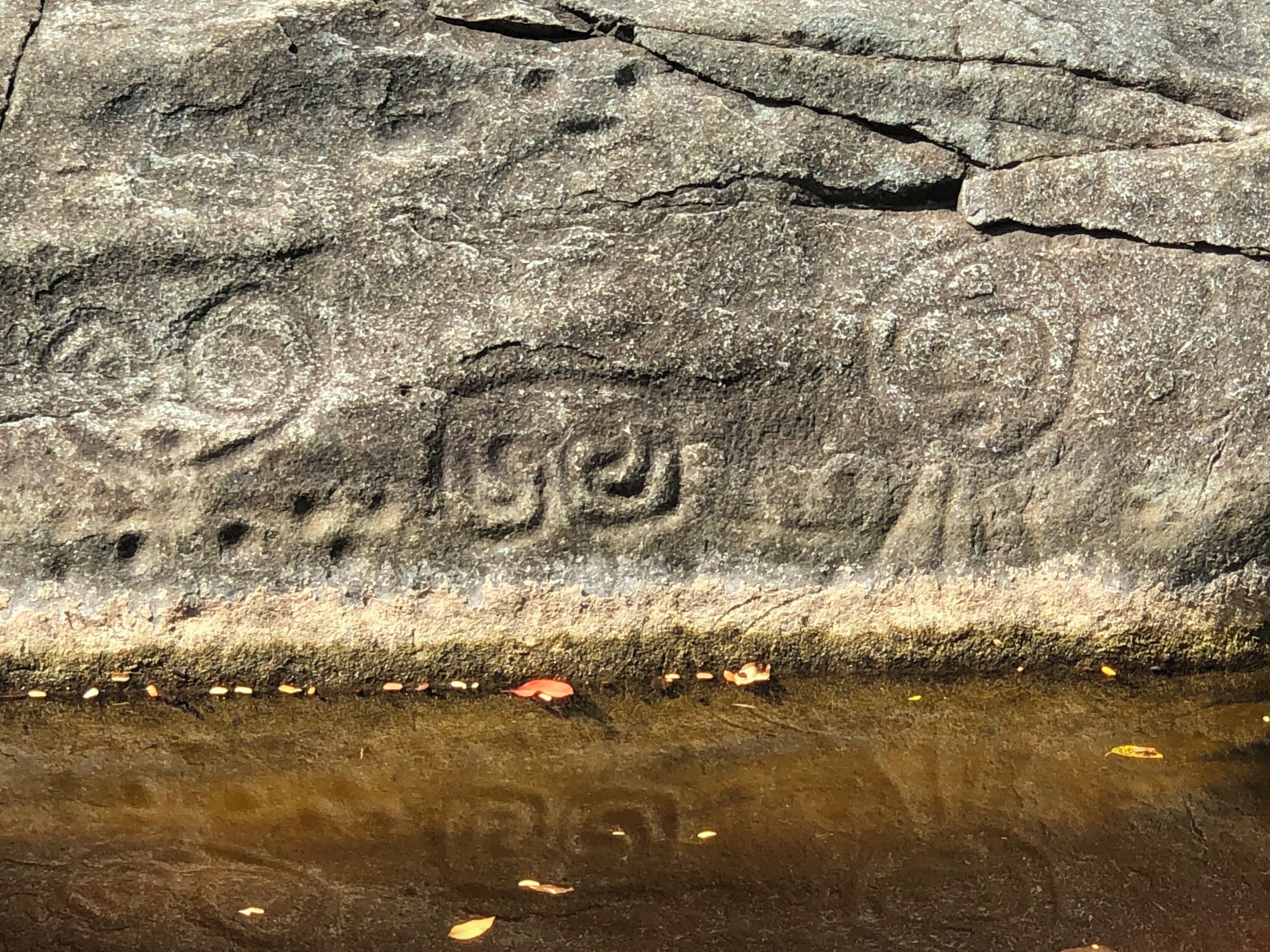 The Reef Bay Trail in Virgin Islands National Park on St. John is a 5 mile round trip hike with Taino petroglyphs, Dutch plantation and sugar mill ruins, some of the oldest trees on the island and a secluded beach.  There is a good climb back to the trailhead but it is worth the effort; be sure to bring water. #USVI