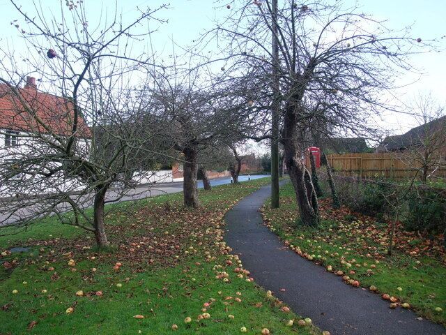 Apple anyone? Windfalls beside the Main Road, Upton.