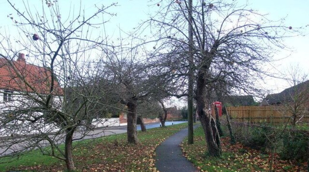 Apple anyone? Windfalls beside the Main Road, Upton.
