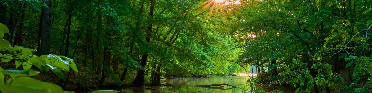 A forested river with dense green foliage and sunlight filtering through the trees.