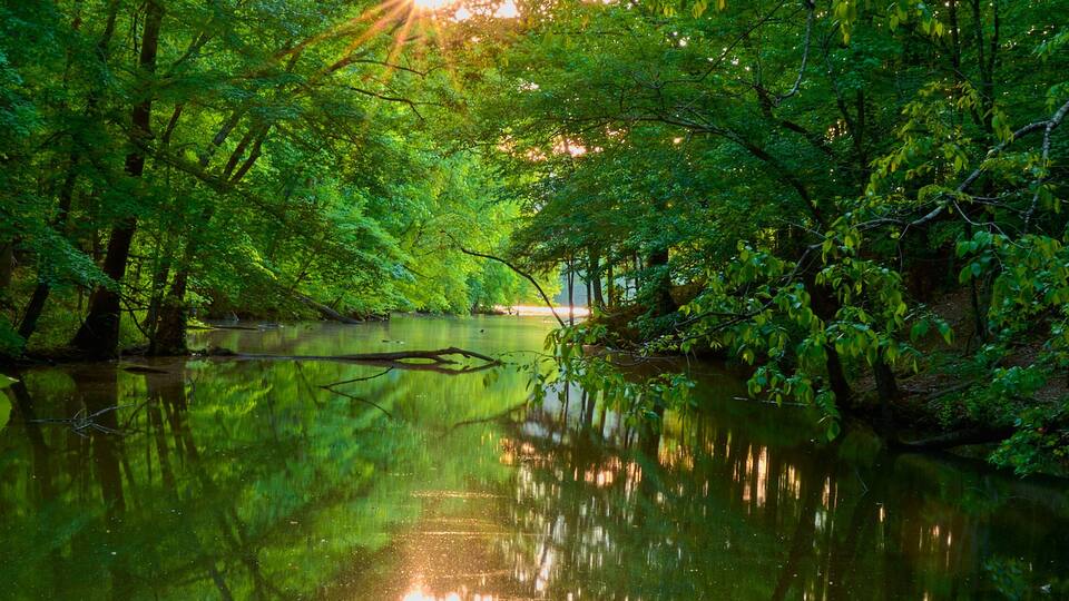 A forested river with dense green foliage and sunlight filtering through the trees.