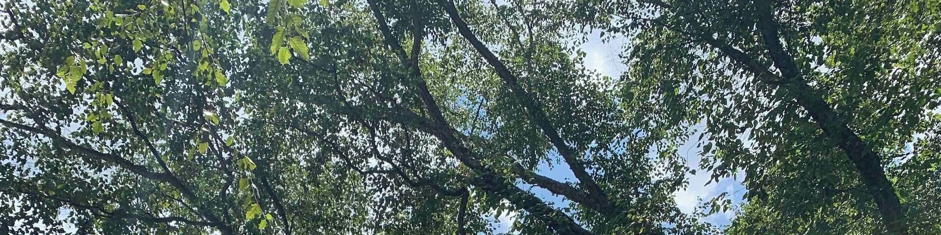 Nice view of the river on one of our hikes in the Daniel Boone National Forest. #Nature #KentuckyRiver