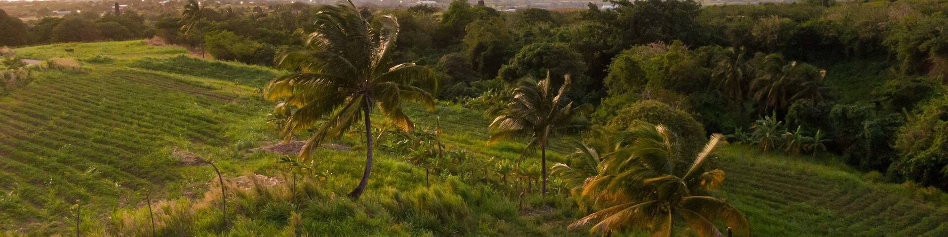Saint Pauls showing general coastal views, landscape views and tranquil scenes
