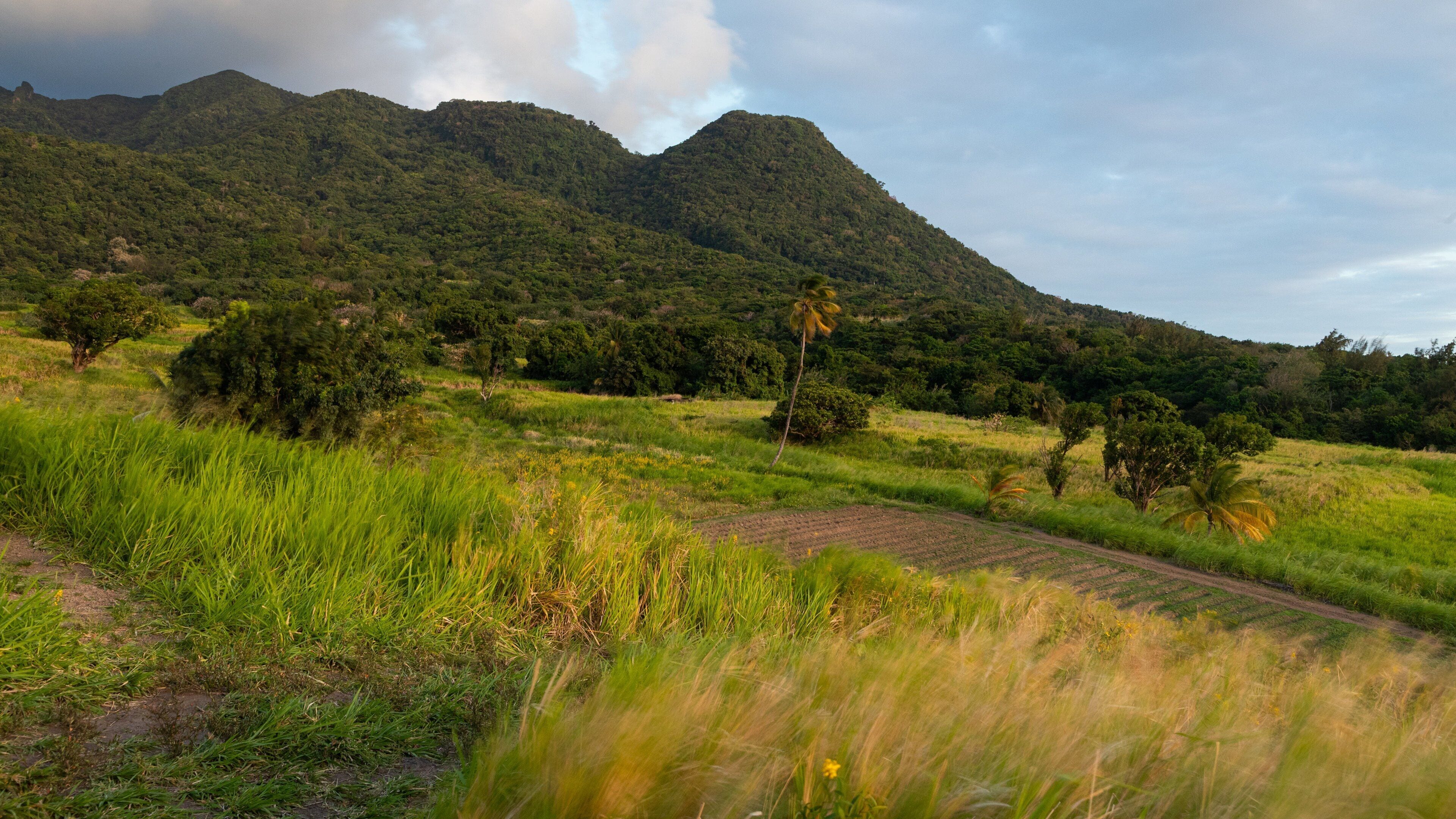 A lush green landscape with a mountain in the background.