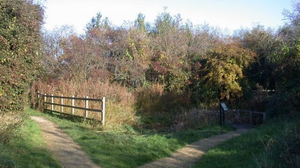 Pond on Bramblefields local nature reserve "The fluctuations in the level of the small pond provide ideal conditions for breeding amphibians and insects such as the Broad Bodied Chaser Dragonfly. The pond is carefully managed to benefit these species by maintaining areas of open water."-from the Welcome notice. In this photo the pond has indeed just been carefully managed by the local conservation volunteers, which involved removing a lot of iris leaves, two bicycle frames, one wheel and an X-box!