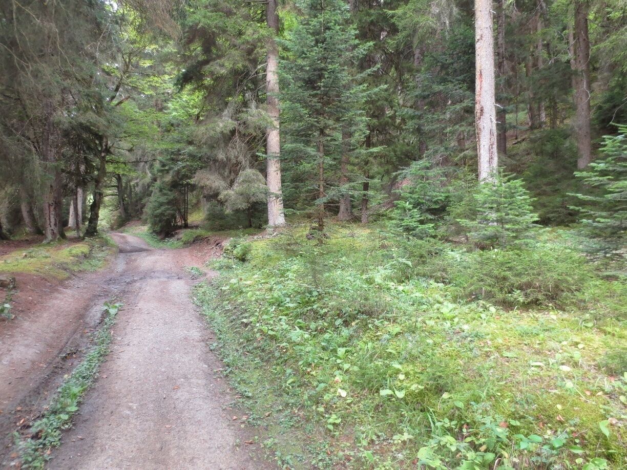 View from the Borjomi-Kharagauli National Park in the country of Georgia.