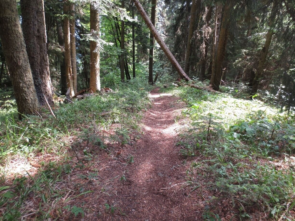 A forested trail with a mix of sunlight and shade, surrounded by tall trees and underbrush.
