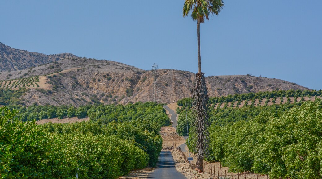 ซาติคอย