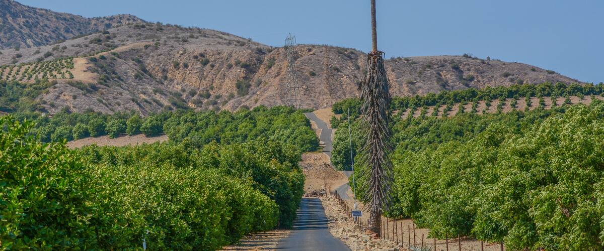 Lemon Tree Orchards in the Santa Clara River Valley, Fillmore, Ventura County, California