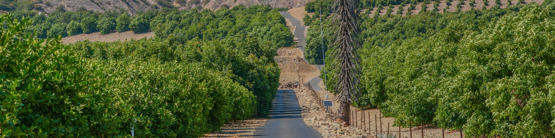 Lemon Tree Orchards in the Santa Clara River Valley, Fillmore, Ventura County, California
