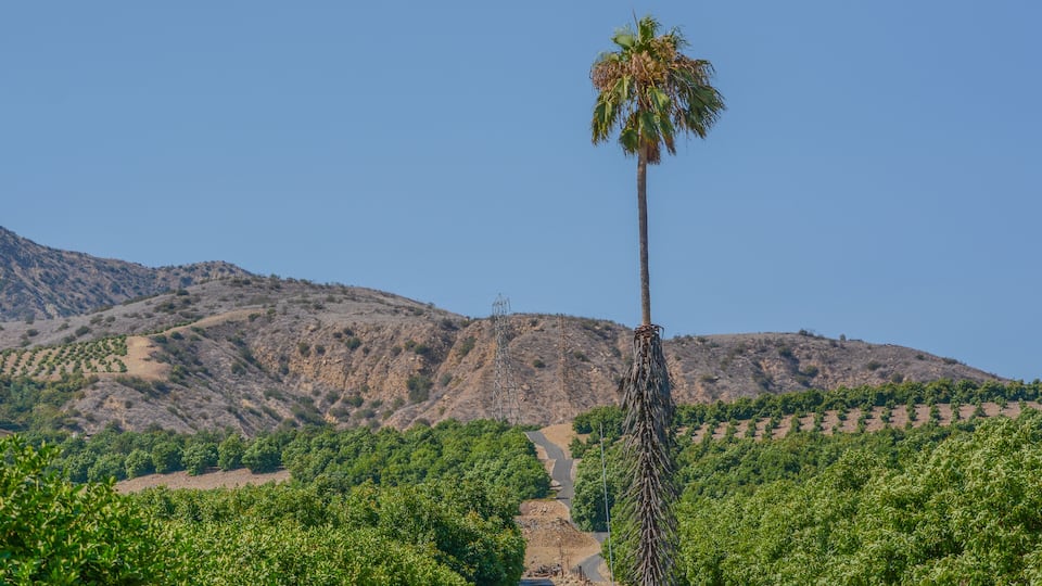 A vineyard with rows of green grapevines, a palm tree, and a mountainous backdrop.