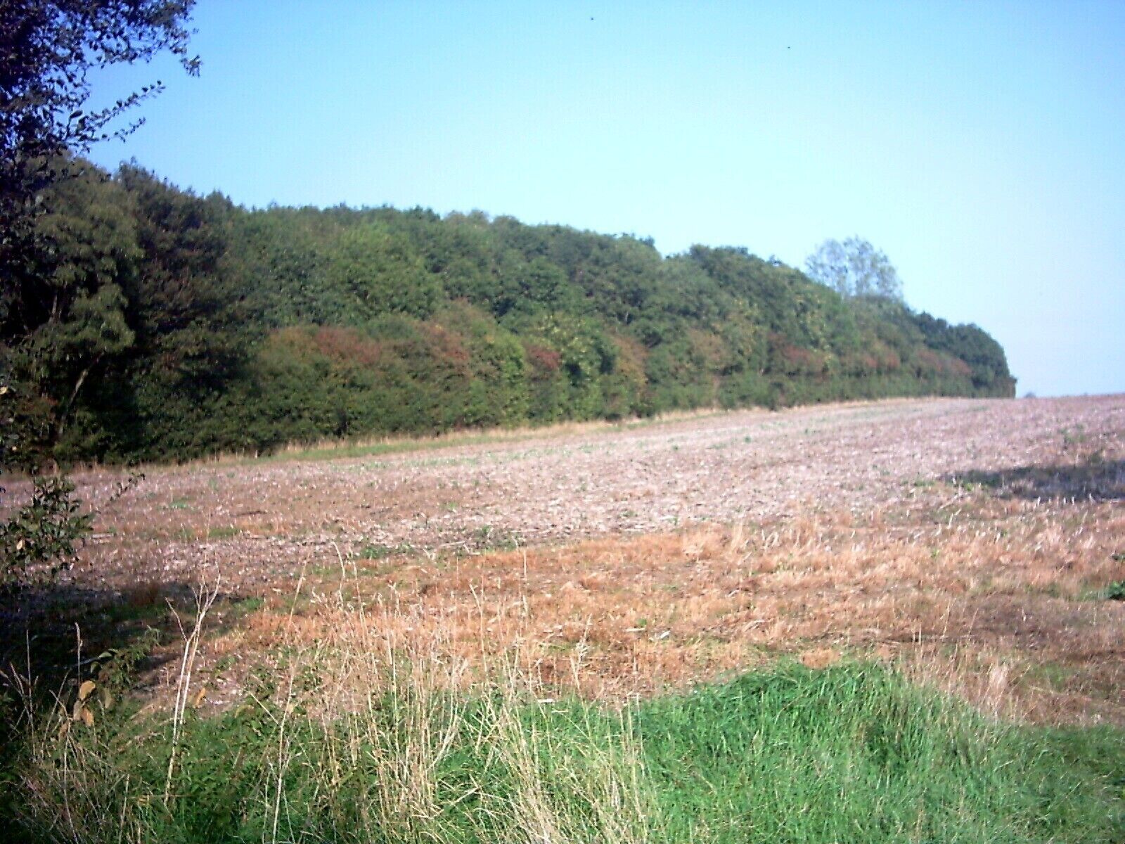 Gold Medal Wood. Other side