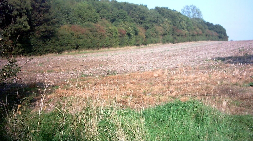 Gold Medal Wood. Other side