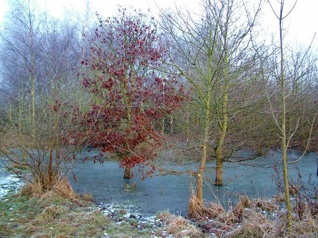 Frozen pond in Pound Farm Wood Obviously there is not normally a pond at this location, or the trees would not survive. The wood was recently planted from scratch.