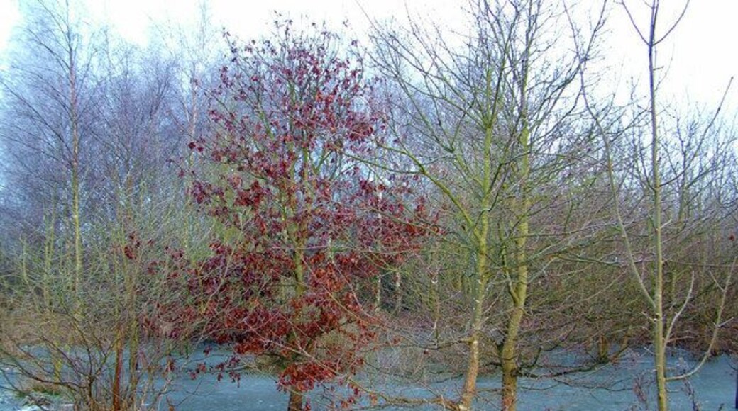 Frozen pond in Pound Farm Wood Obviously there is not normally a pond at this location, or the trees would not survive. The wood was recently planted from scratch.