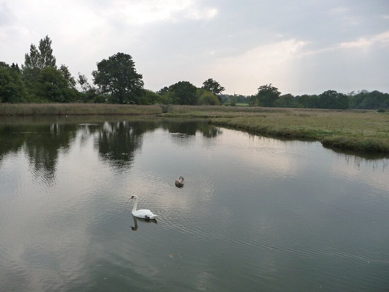A calm lake with a swan and a duck swimming.