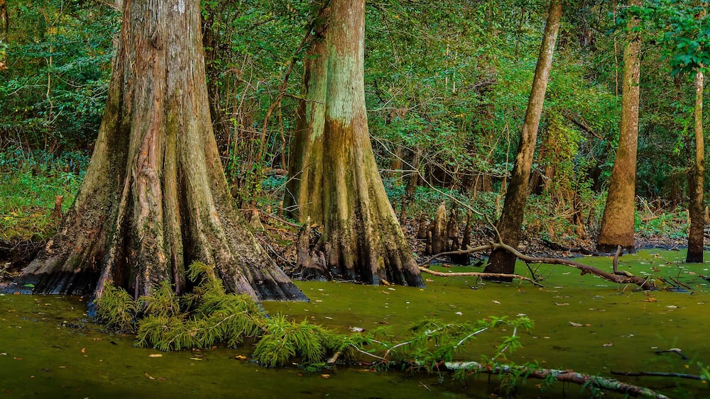 Louisiana Cypress Swamp